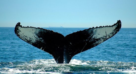 Croisière aux baleines